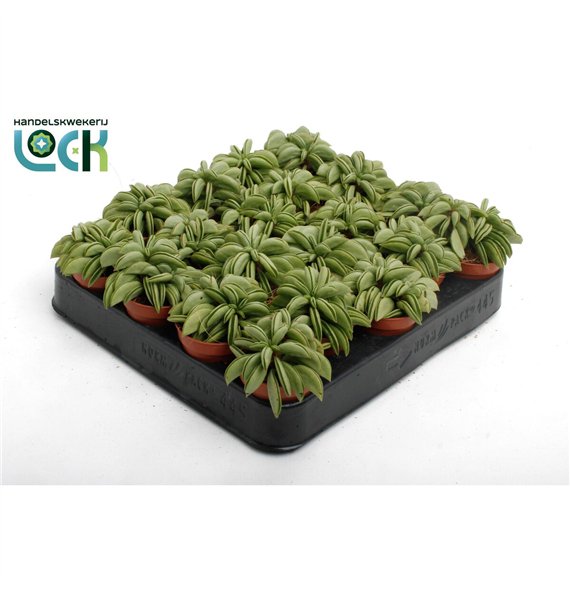 Peperomia happy bean Happy Bean Tanz3 pp 10cm 5.5cm Q2727