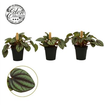 Peperomia albovittata piccolo banda Piccolo Banda 5 5cm 10cm 5.5cm Q2731