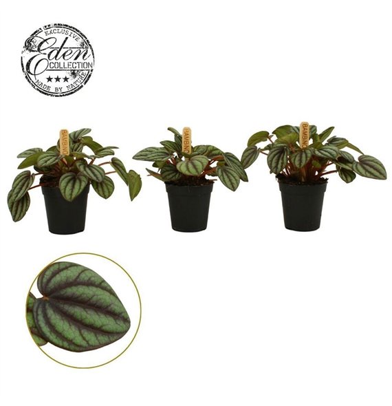 Peperomia albovittata piccolo banda Piccolo Banda 5 5cm 10cm 5.5cm Q2731
