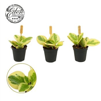 Peperomia obtusifolia obtipan bicolor Obtipan Bicolor 5 5cm 10cm 5.5cm Q2734