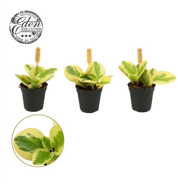 Peperomia obtusifolia obtipan bicolor Obtipan Bicolor 5 5cm 10cm 5.5cm Q2734