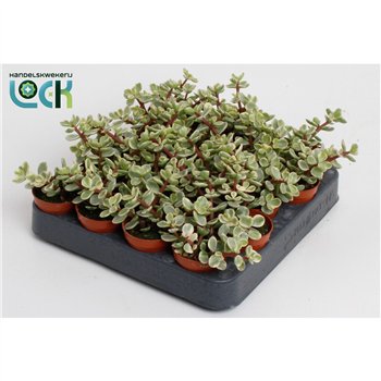 Portulacaria afra variagata Afra Varigata2 pp 10cm 5.5cm Q3743