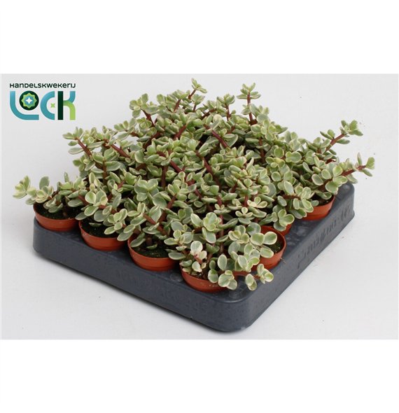 Portulacaria afra variagata Afra Varigata2 pp 10cm 5.5cm Q3743
