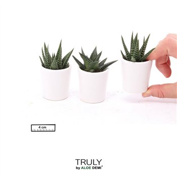 Nasad Sukulente TRULY Succulent  White pot minipp 1 pp 110cm 4.5cm Q3823