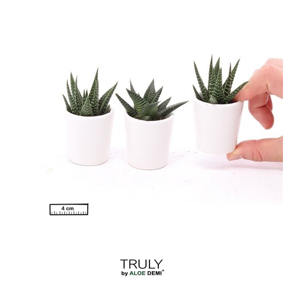 Nasad Sukulente TRULY Succulent  White pot minipp 1 pp 110cm 4.5cm Q3823