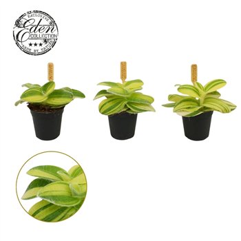 Tradescantia Sillamontana 5 5cm 10 - 14 cm 1 pp 10cm 5.5cm Q4044