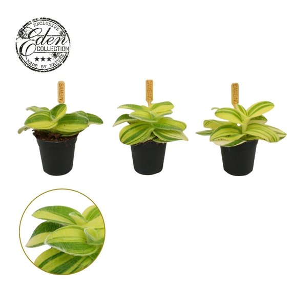Tradescantia Sillamontana 5 5cm 10 - 14 cm 1 pp 10cm 5.5cm Q4044