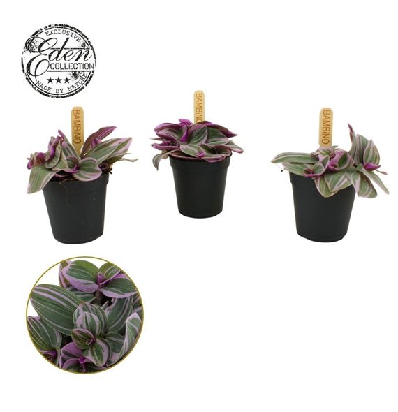 Tradescantia cerinthoides sweetness Sweetness 5 5cm 0 - 7 4 cm 5cm 5.5cm Q4049