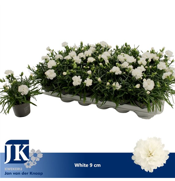 Dianthus dinah White P 91 pp 15cm 9cm Q1290