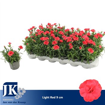 Dianthus oscar red Light Red P 91 pp 15cm 9cm Q1292