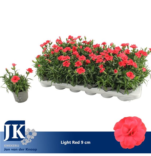 Dianthus oscar red Light Red P 91 pp 15cm 9cm Q1292