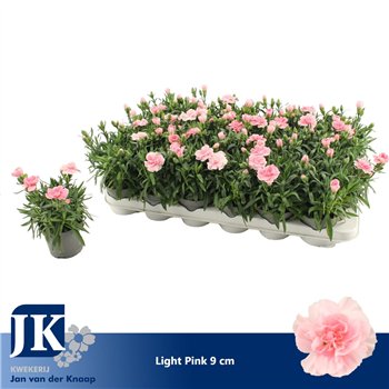 Dianthus oscar pink Light Pink P 91 pp 15cm 9cm Q1293