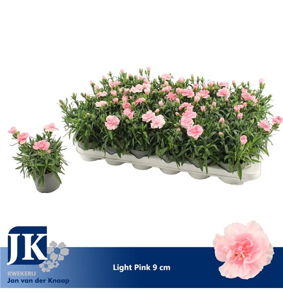 Dianthus oscar pink Light Pink P 91 pp 15cm 9cm Q1293