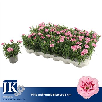 Dianthus oscar pink and purple Pink Purple Bicolor P 91 pp 15cm 9cm Q1302