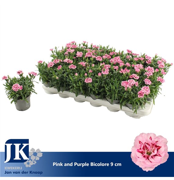Dianthus oscar pink and purple Pink Purple Bicolor P 91 pp 15cm 9cm Q1302