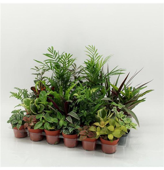 Miks lončnic Z-24 Mixplanten without showbox 35cm 9cm Q3613