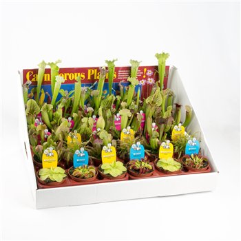Vleesetende plants Vleeseters mix in showbox 25cm 8.5cm Q3692