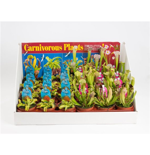 Vleesetende plants Italiaanse mix in showbox 25cm 8.5cm Q3693