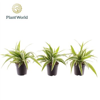 Chlorophytum ocean Ocean 7 cm 6 pp 15cm 7cm Q1085