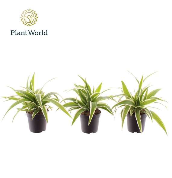 Chlorophytum ocean Ocean 7 cm 6 pp 15cm 7cm Q1085