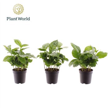Coffea arabica Arabica 7 cm 6 pp 15cm 7cm Q1168