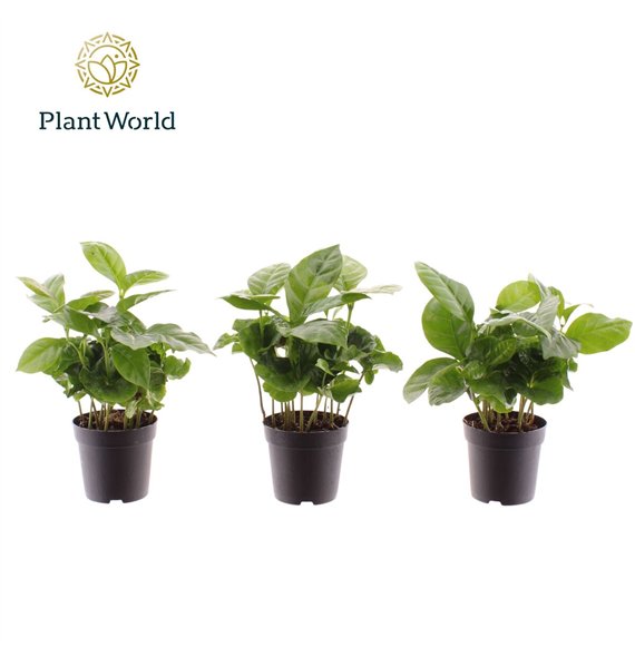 Coffea arabica Arabica 7 cm 6 pp 15cm 7cm Q1168