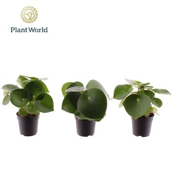 Peperomia polybotrya raindrop Raindrop 7 cm 1 pp 10cm 7cm Q2718