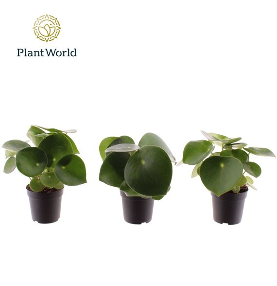 Peperomia polybotrya raindrop Raindrop 7 cm 1 pp 10cm 7cm Q2718