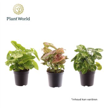 Syngonium mix mixed 7 cm 1 pp 15cm 7cm Q4115
