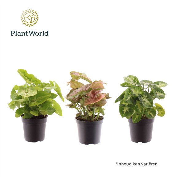 Syngonium mix mixed 7 cm 1 pp 15cm 7cm Q4115