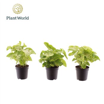 Syngonium Golden Allusion 7 cm 1 pp 15cm 7cm Q4118