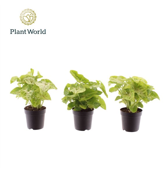 Syngonium Golden Allusion 7 cm 1 pp 15cm 7cm Q4118