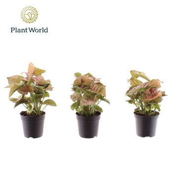 Syngonium red heart Neon Robusta 7 cm 1 pp 15cm 7cm Q4121