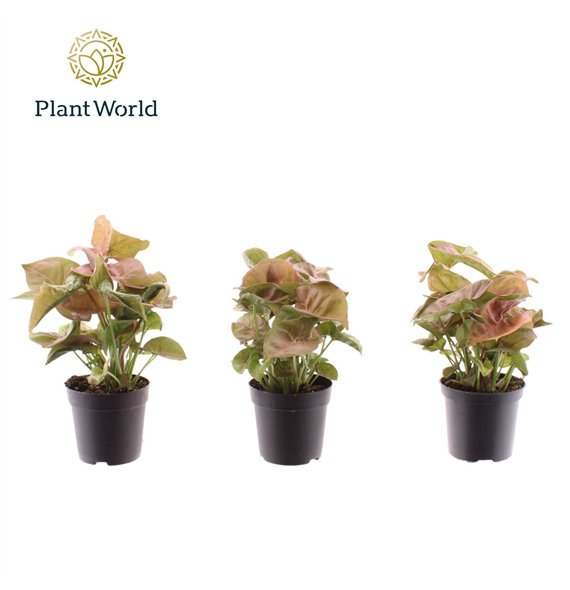 Syngonium red heart Neon Robusta 7 cm 1 pp 15cm 7cm Q4121