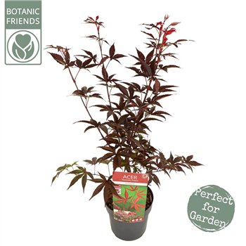 Javor palmatum bloodgood palm  Bloodgood 65cm 19cm Q6