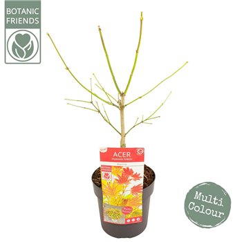 Javor shirasawanum Moonrise ® PREMIUM 65cm 19cm Q8