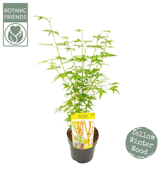 Javor palmatum palm  Bi hoo 55cm 19cm Q9