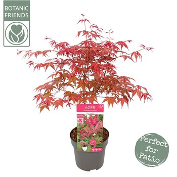 Javor palmatum beni-maiko palm  Beni-maiko 55cm 19cm Q10