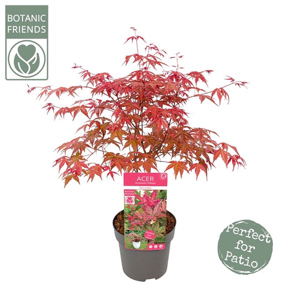 Javor palmatum beni-maiko palm  Beni-maiko 55cm 19cm Q10