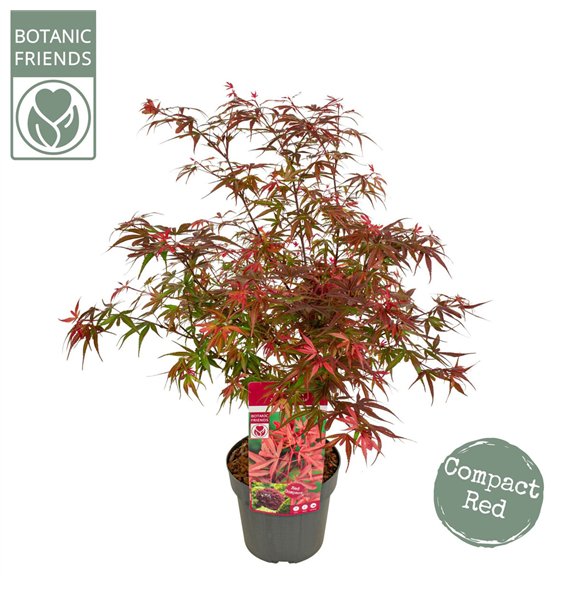 Javor palmatum shaina palm  Shaina 65cm 19cm Q11