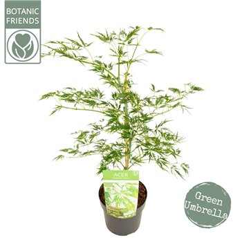 Javor palmatum dissectum palm  Dissectum 65cm 19cm Q13