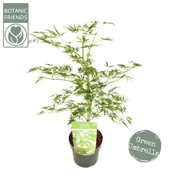 Javor palmatum dissectum palm  Dissectum 65cm 19cm Q13