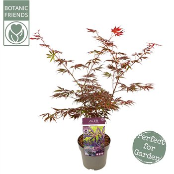Javor palmatum trompenburg palm  Trompenburg 65cm 19cm Q14