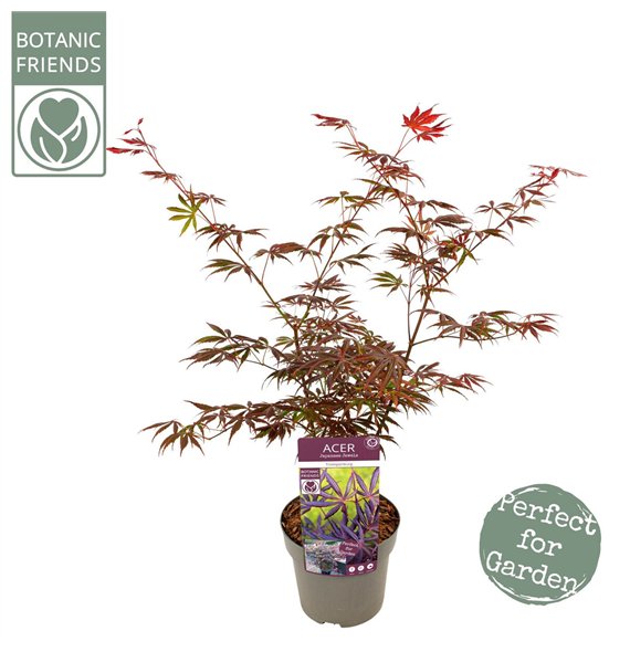 Javor palmatum trompenburg palm  Trompenburg 65cm 19cm Q14