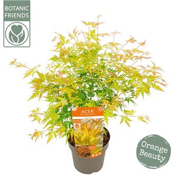 Javor palmatum palm  Orange Lace ® 65cm 19cm Q15