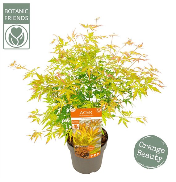 Javor palmatum palm  Orange Lace ® 65cm 19cm Q15