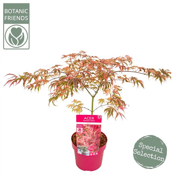 Javor palmatum shirazz palm  Shirazz 55cm 19cm Q17