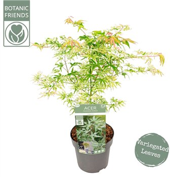 Javor palmatum ukigumo palm  Ukigumo 65cm 19cm Q19