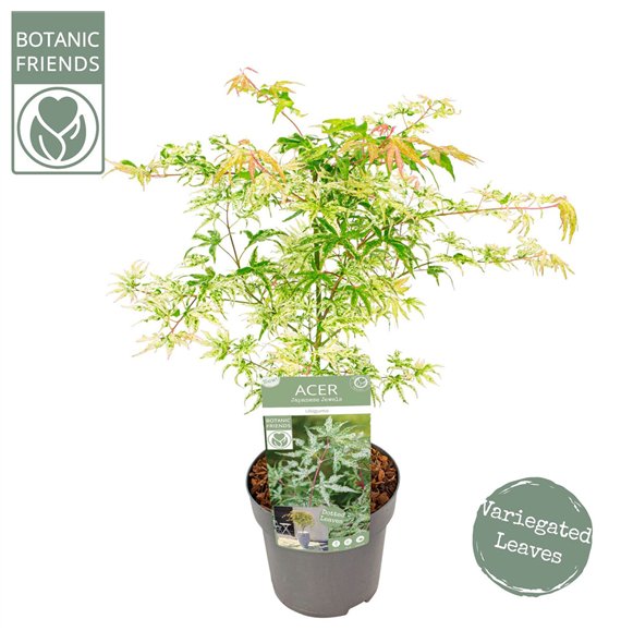 Javor palmatum ukigumo palm  Ukigumo 65cm 19cm Q19