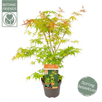 Javor palmatum katsura palm  Katsura 65cm 19cm Q21